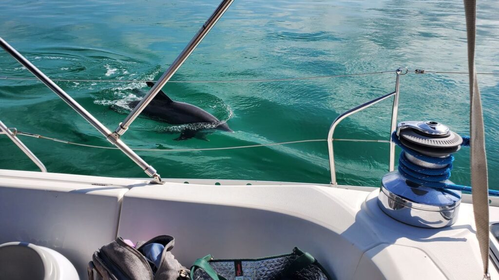 Wild dolphins spotted from a private sailing charter in Destin, Florida.