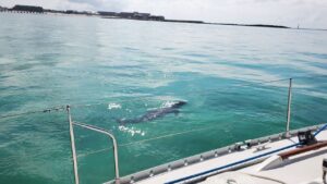 Dolphin swimming alongside a sailing charter boat in clear Gulf waters